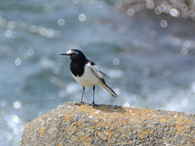 2706セグロセキレイ