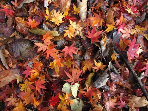 2712イロハモミジ地面