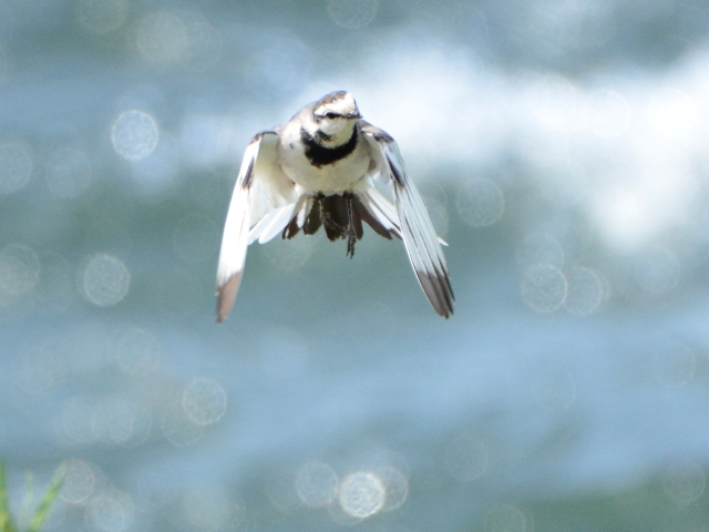 2706ハクセキレイ2