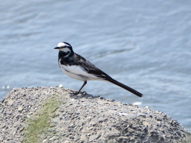 2706ハクセキレイ1