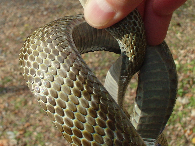 2706アオダイショウ