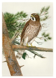 サシバ（松原巖樹）