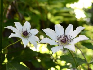 カザグルマの花